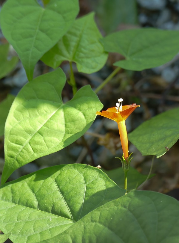둥근잎유홍초-1120199.jpg
