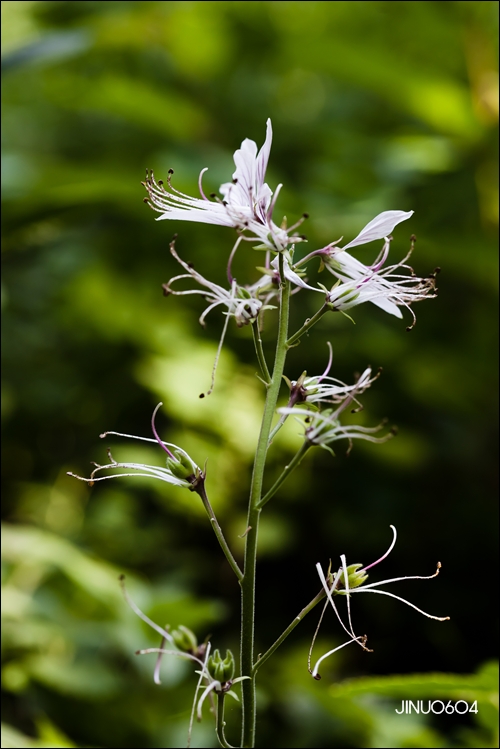 백선-8230.jpg