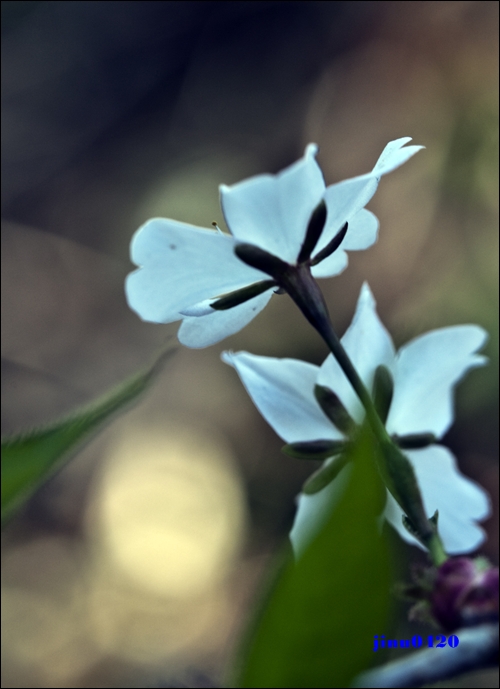 산벚꽃.jpg