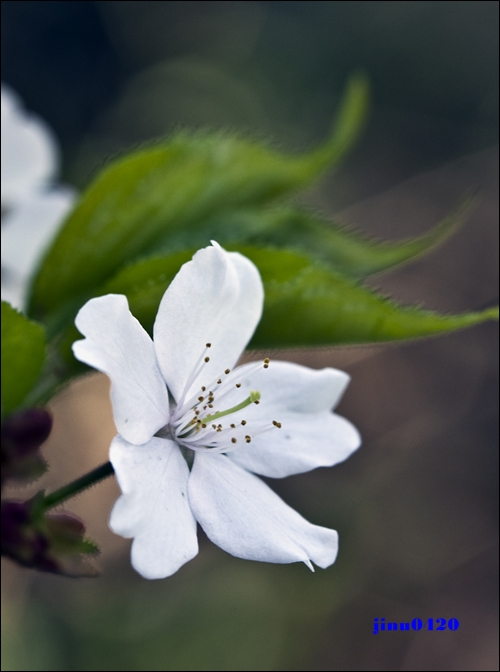 산벚꽃1.jpg