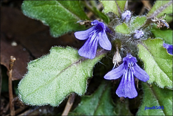 _MG_6040.JPG