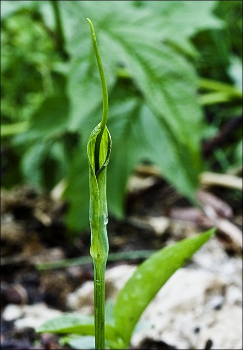 _MG_6054.JPG