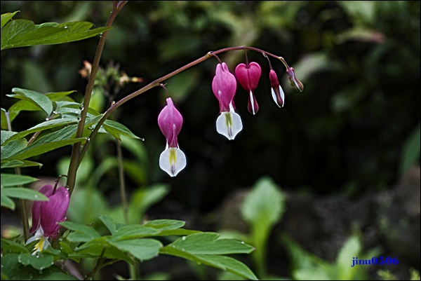 _MG_6060.JPG