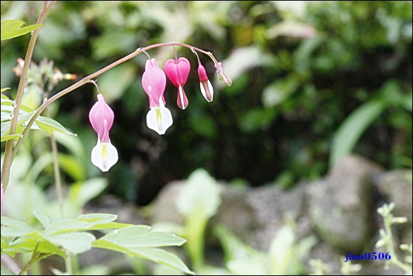 _MG_6061.JPG