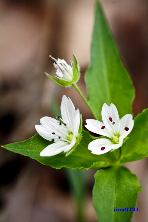 개별꽃2.jpg