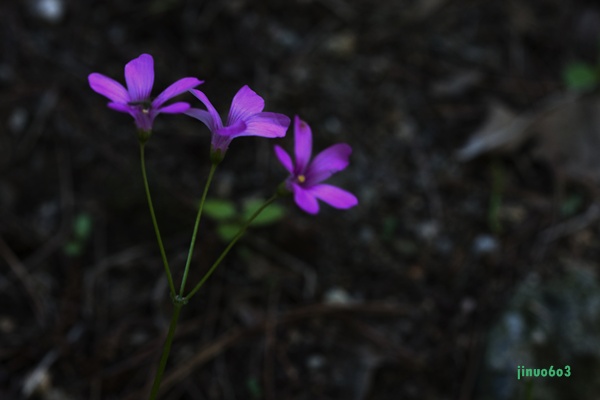 _MG_6408.JPG