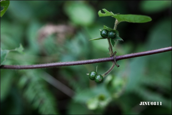 수인동열매-8938.jpg
