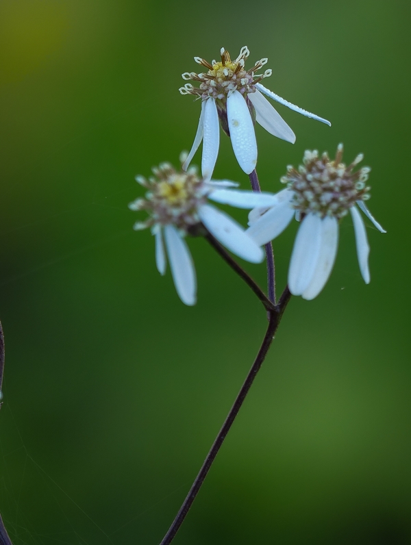 참취꽃-1100714.jpg