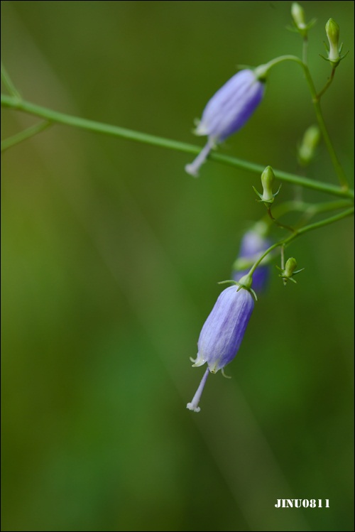 수층층잔대2-8947.jpg