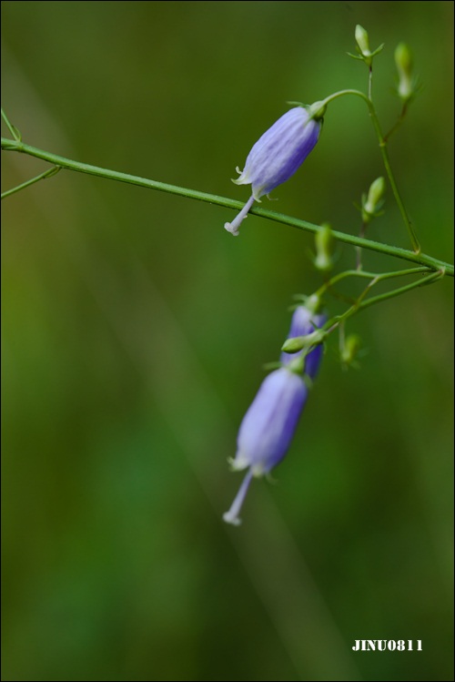 수층층잔대3-8948.jpg