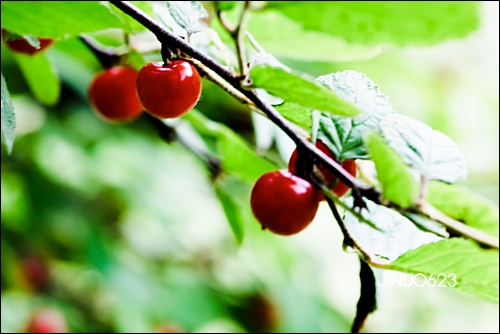 산앵두-8583.jpg