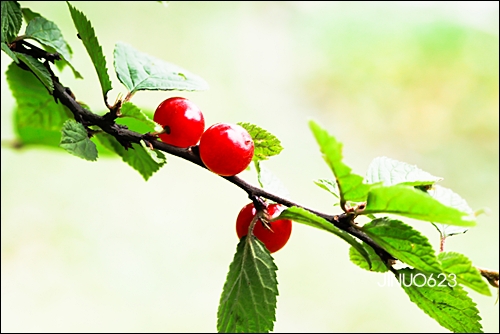 산앵두1-8584.jpg