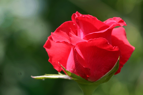 rose.gif