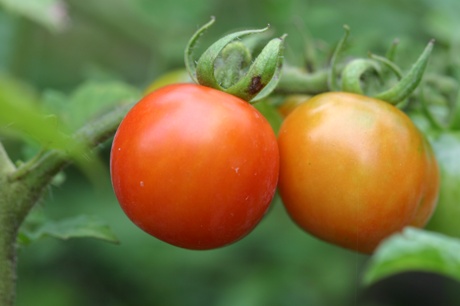 tomato.jpg
