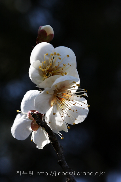 IMG_8162.jpg