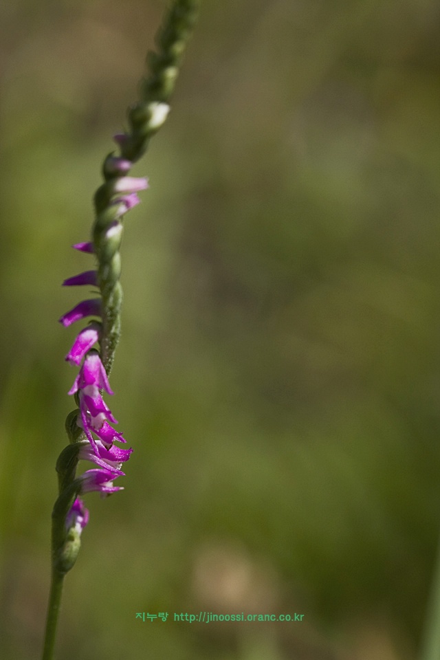 tarainancho6.jpg