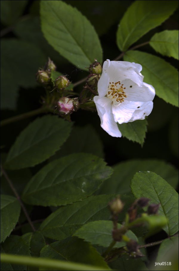 찔레꽃-4750.jpg
