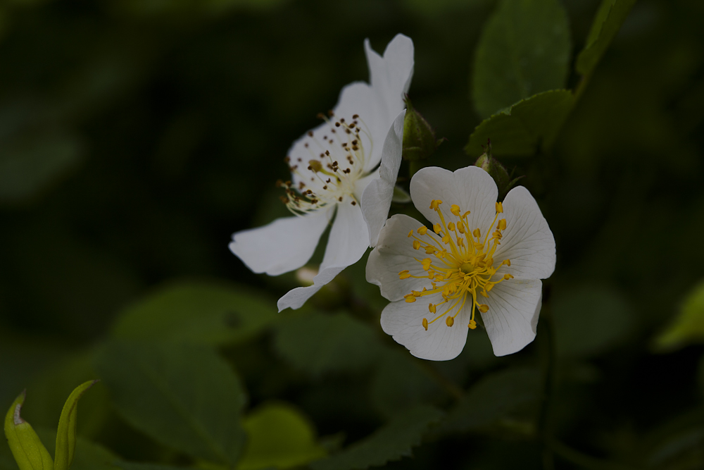 찔레꽃-4783.jpg