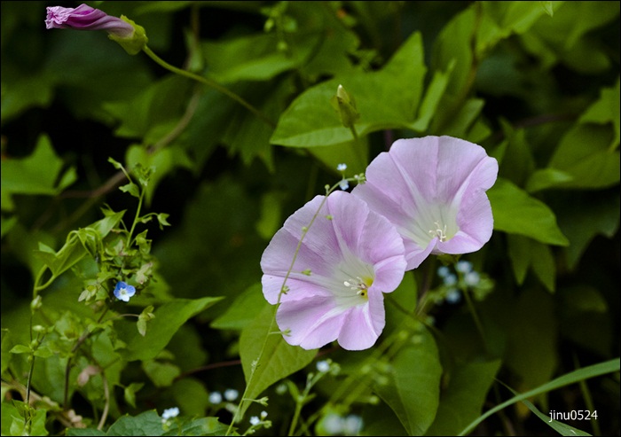 메꽃-4872.jpg