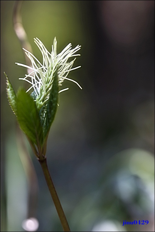 _MG_5910.JPG