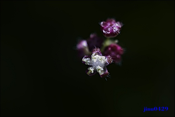 _MG_5944.JPG