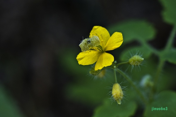 _MG_6405.JPG