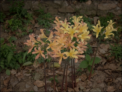 노랑상사화-09189.jpg