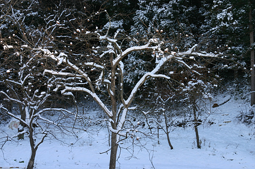 IMG_4643.jpg