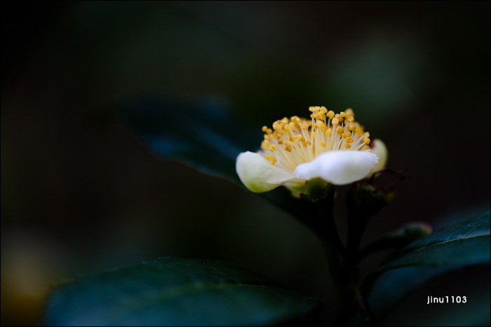 차꽃-2-3.jpg