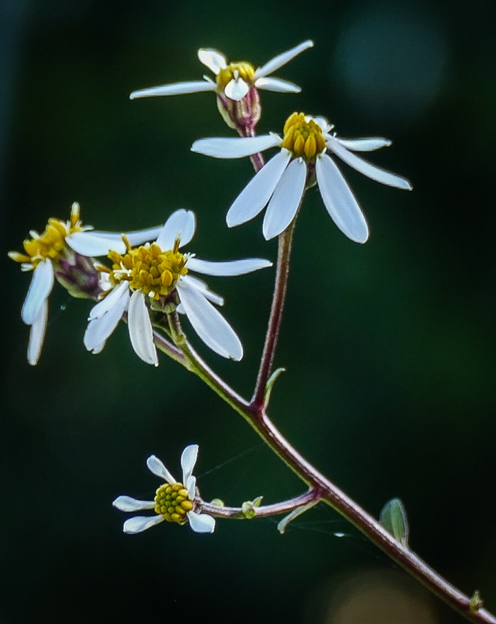 참취1-1120312.jpg