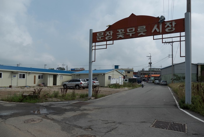 아마릴리스꽃무룻사정-1030701.jpg