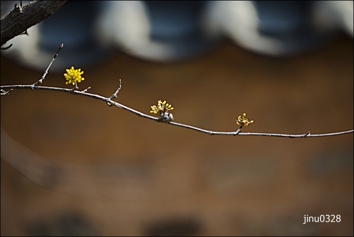 산수유-3243.jpg