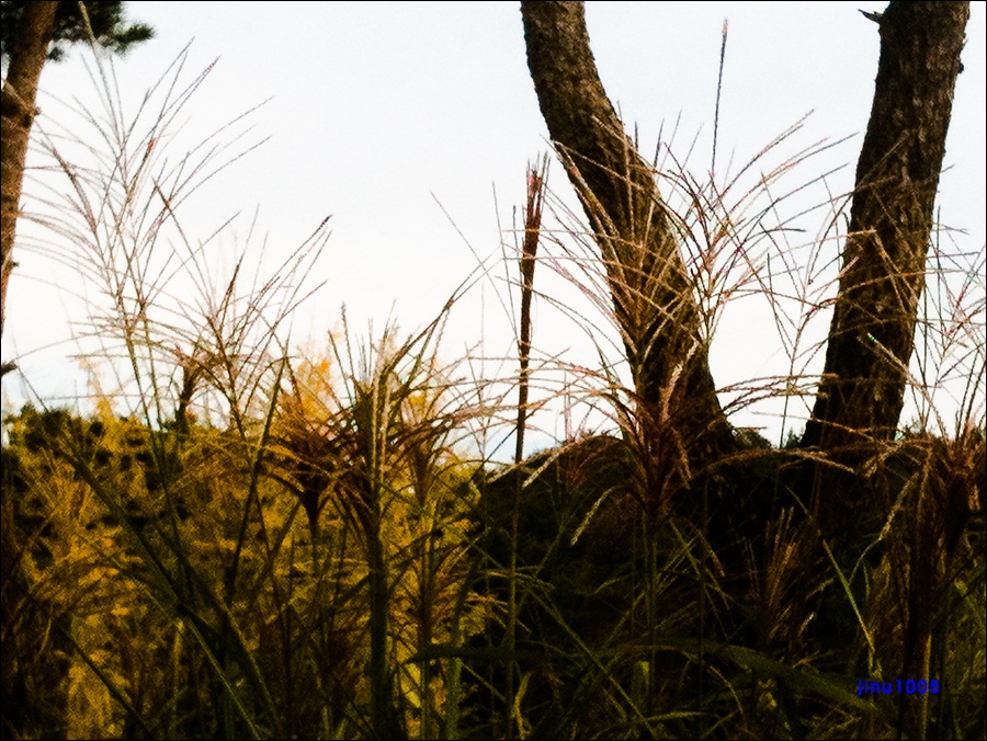 억새-1066-2.jpg