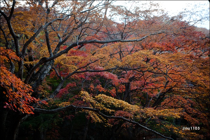 단풍-1232.jpg