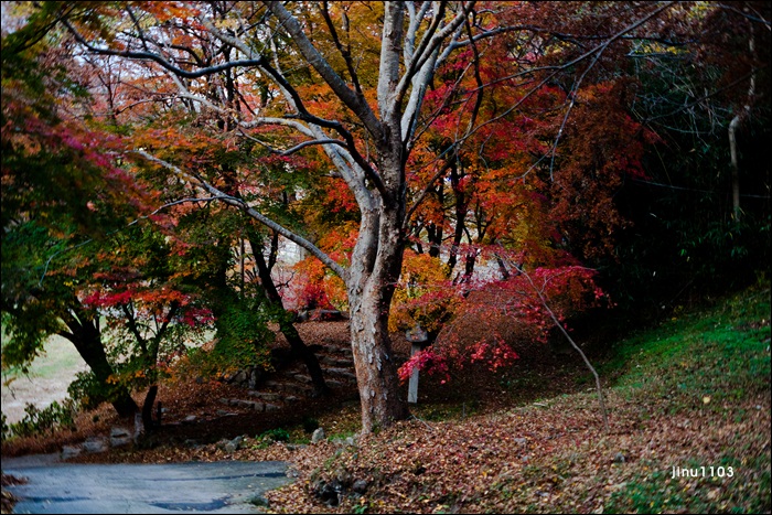 단풍-1239.jpg