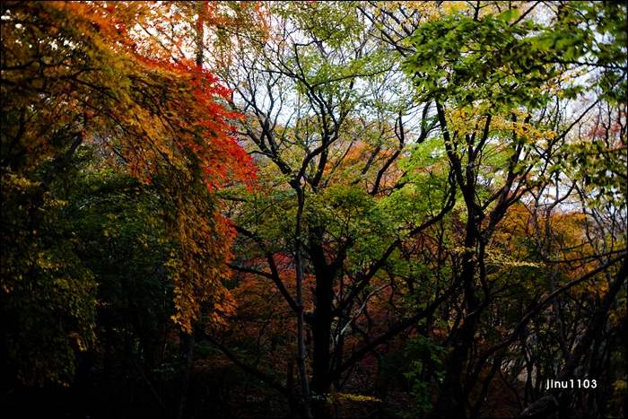 단풍-1240.jpg