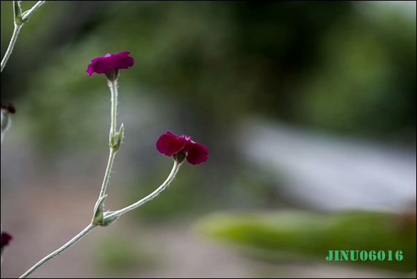 _MG_6646.JPG