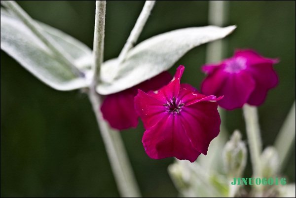 _MG_6652.JPG