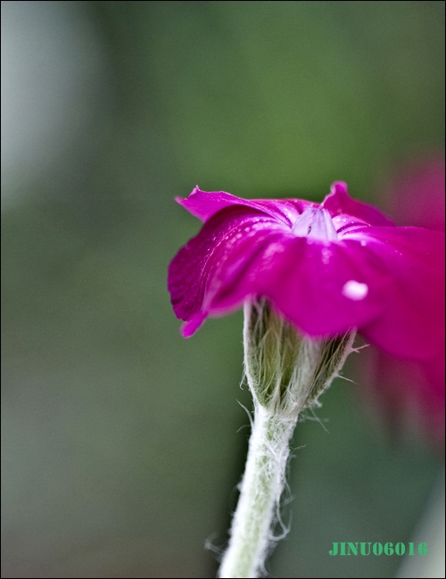 _MG_6655.JPG