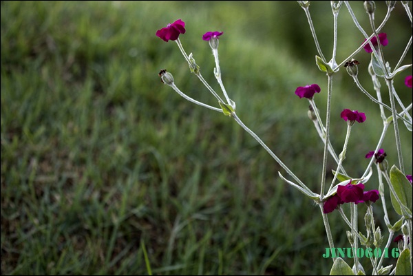 _MG_6645.JPG
