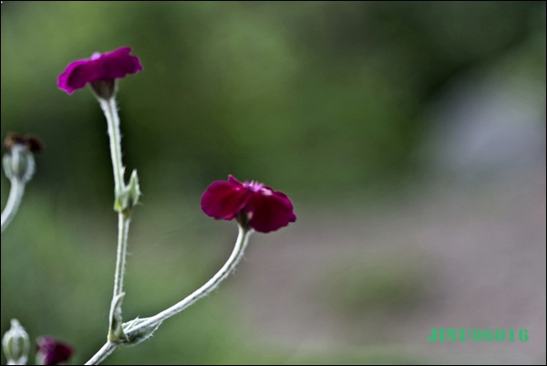 _MG_6647.JPG