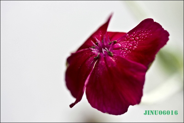 _MG_6649.JPG