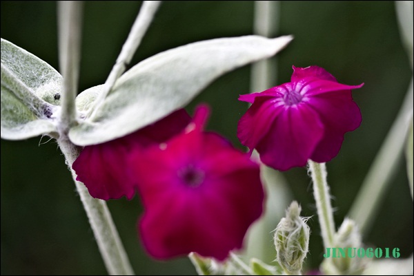 _MG_6653.JPG