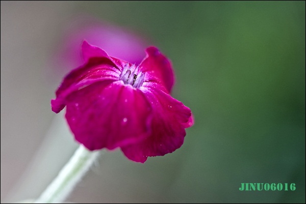 _MG_6654.JPG