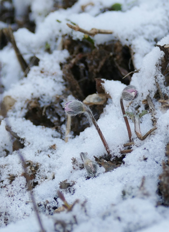 L1020460-crop.JPG