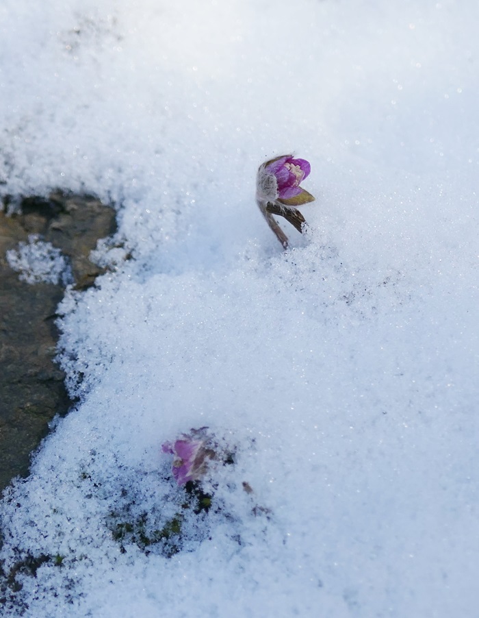 L1020464-crop.JPG