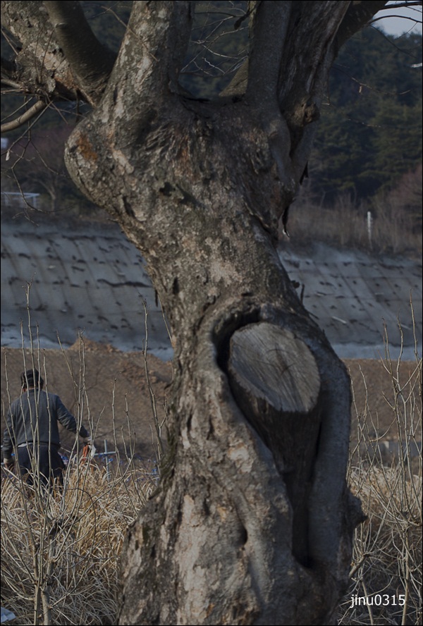 나무시집보내기-3019.jpg