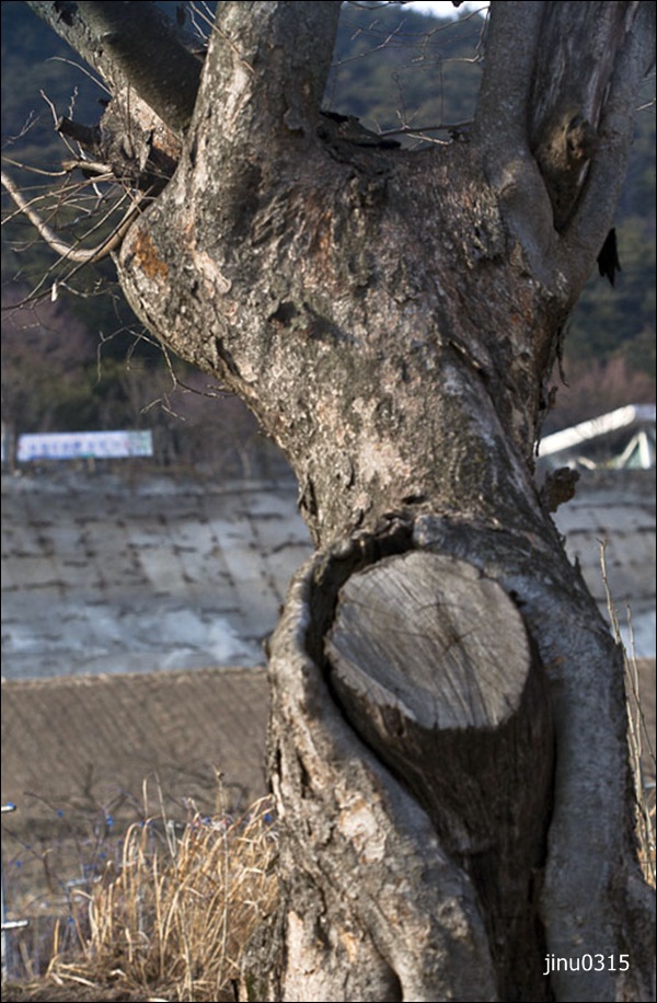 나무시집보내기-3020.jpg