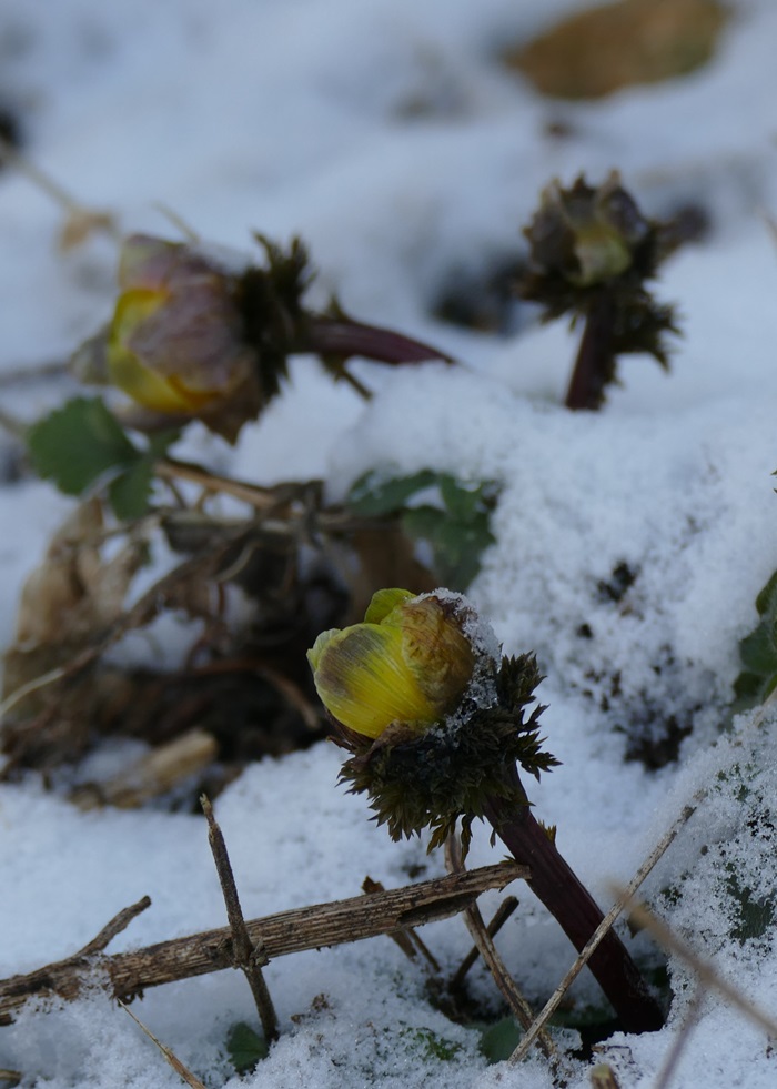L1020461-crop.JPG