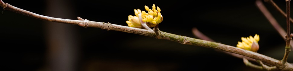 산수유-1020487.jpg